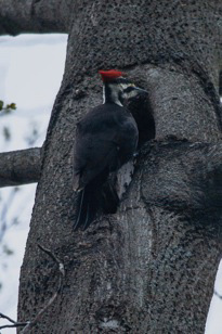 pileated woodpecker